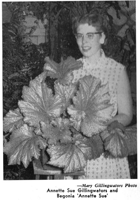B. ‘Annette Sue’